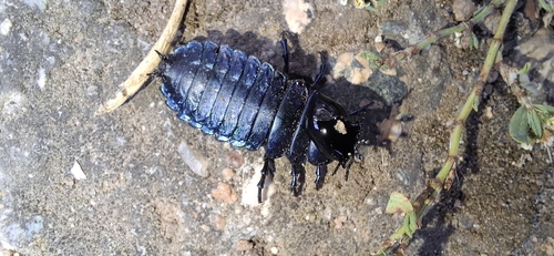 Carabus gigas