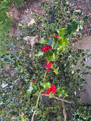 European holly