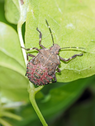 Brown Marmorated Stink Bug