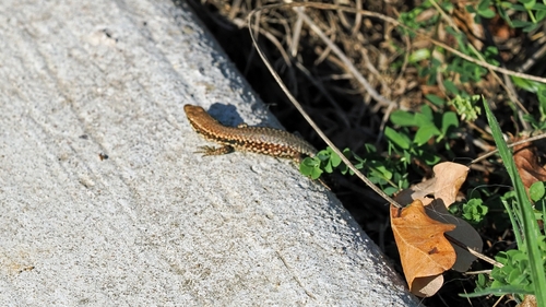 Common Wall Lizard
