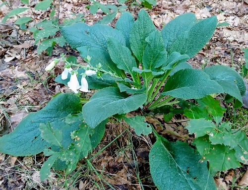 purple foxglove