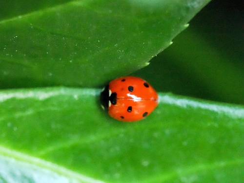 Seven-spotted Lady Beetle