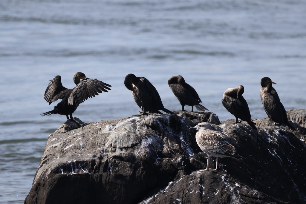 Double-crested Cormorant