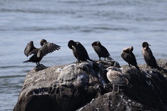 Double-crested Cormorant