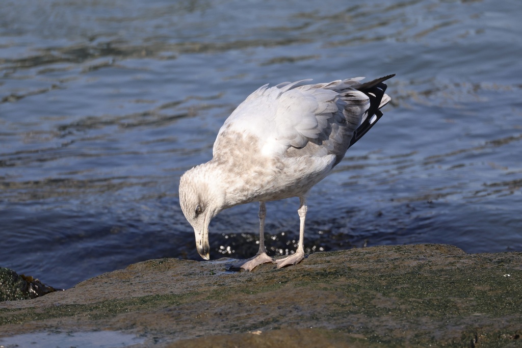 American Herring Gull