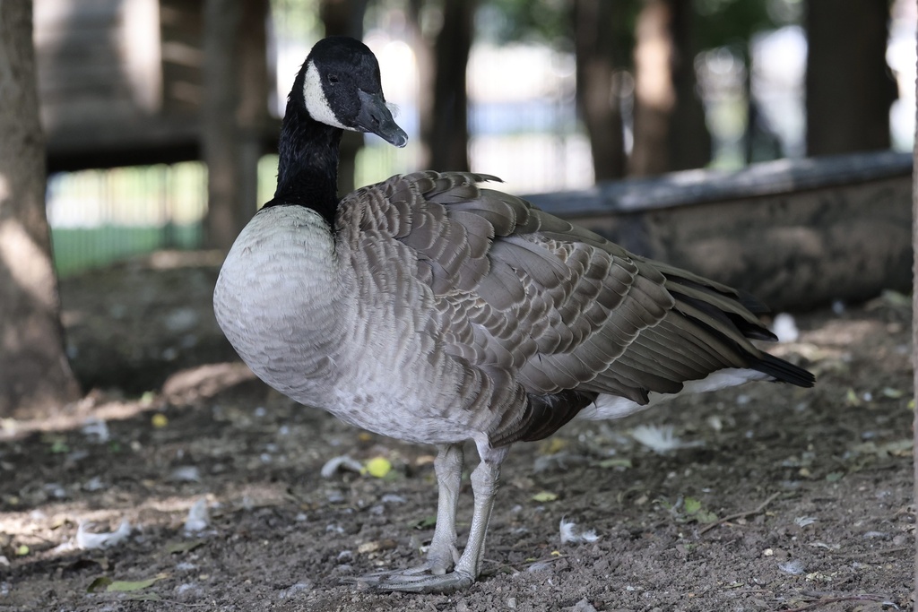 Canada Goose