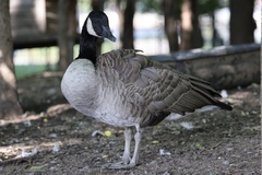Canada Goose