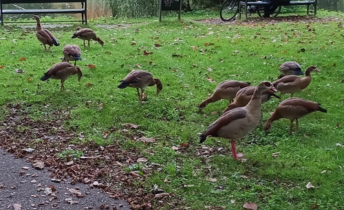 Egyptian Goose