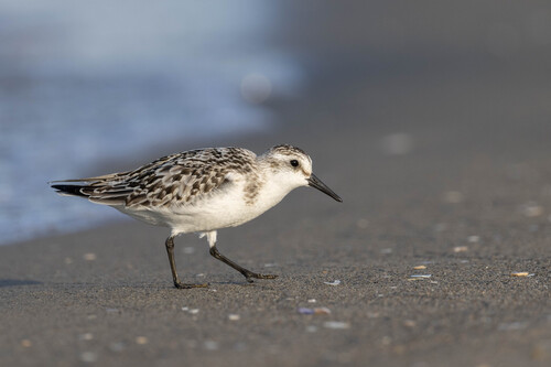 Calidris alba alba