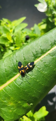 Large Milkweed Bug