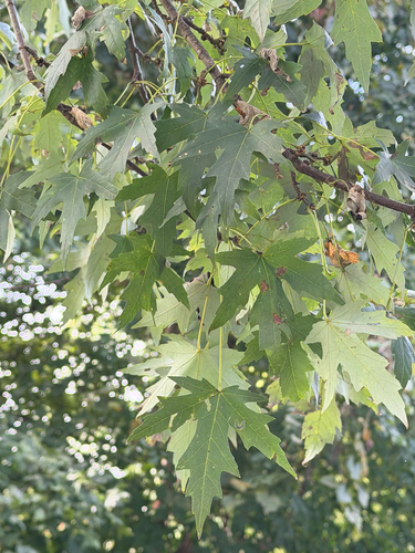 silver maple