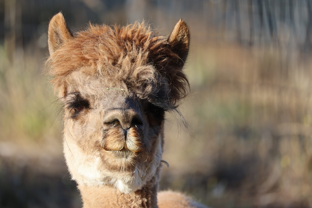 Alpaca