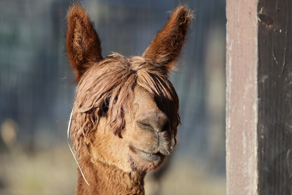 Alpaca