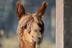 Alpaca