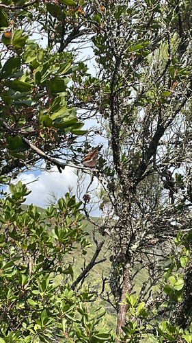 Two-tailed Pasha