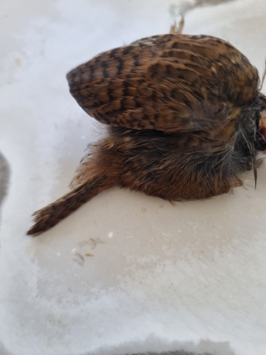 Eurasian Wren