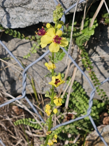 Dark Mullein