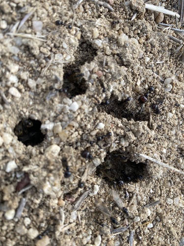 Barbary Harvester Ant