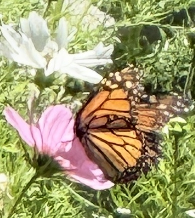 Monarch