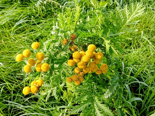 Common Tansy