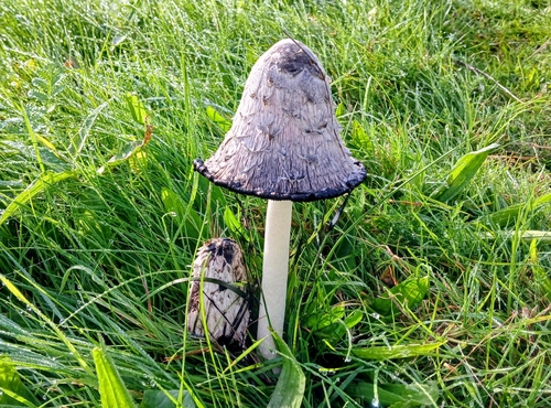 Shaggy Mane