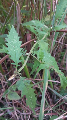 European water-horehound