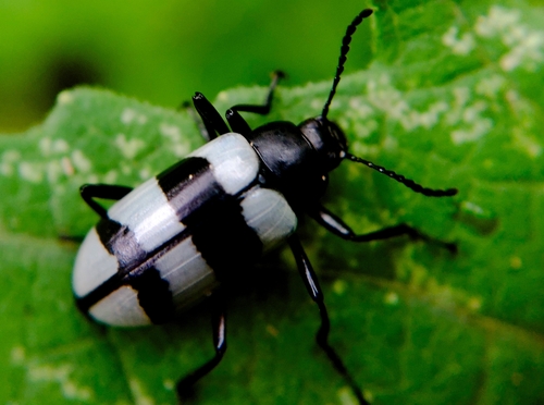 Poecilesthus fasciatus