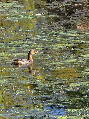 Pied-billed Grebe