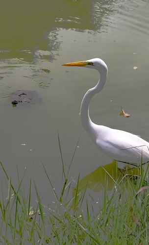 Great Egret