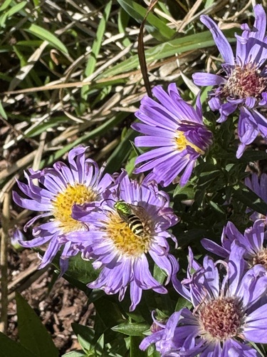 Bicolored Striped Sweat Bee