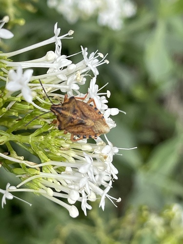 Black-shouldered Shieldbug