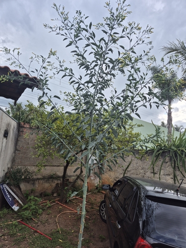 tree tobacco