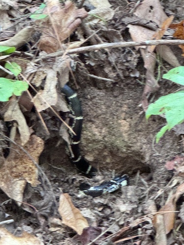 Eastern Kingsnake