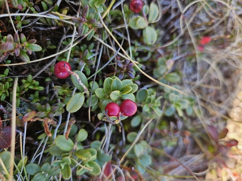 Lingonberry