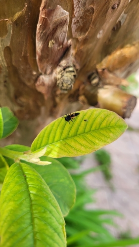Asian Lady Beetle