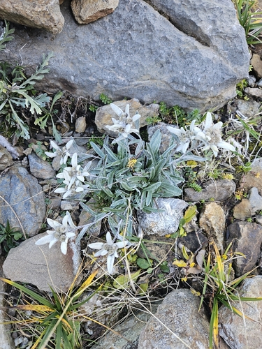 Edelweiss