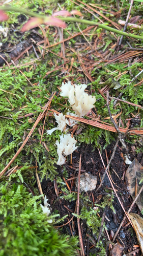 White Coral Fungus