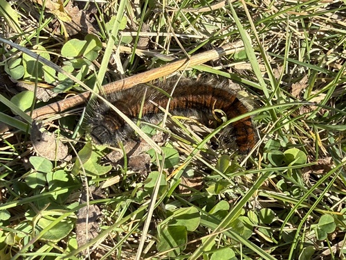 Fox Moth