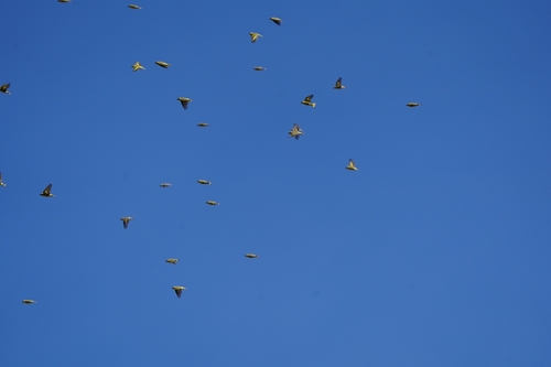 Eurasian Siskin