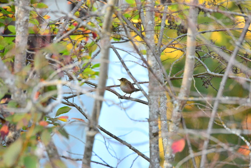 Willow Warbler