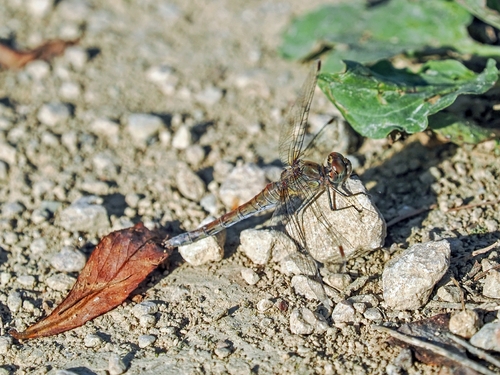 Common Darter