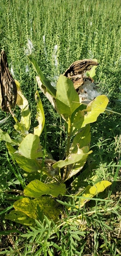 common milkweed