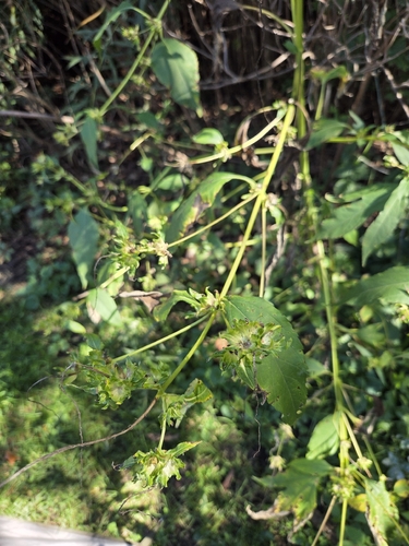 giant ragweed