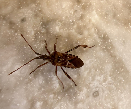 Western Conifer Seed Bug