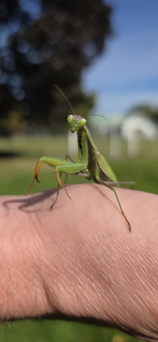 European Mantis