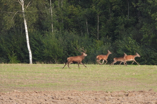 Red Deer