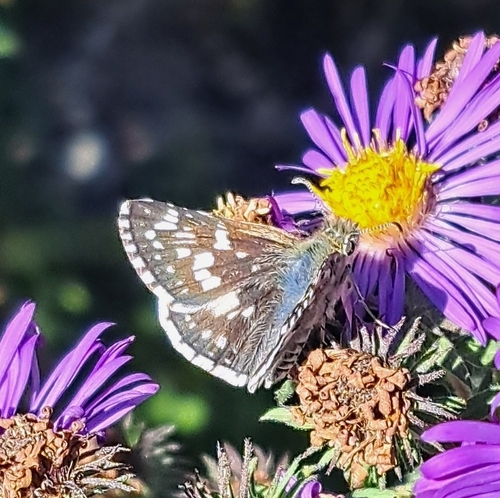 Common Checkered-Skipper