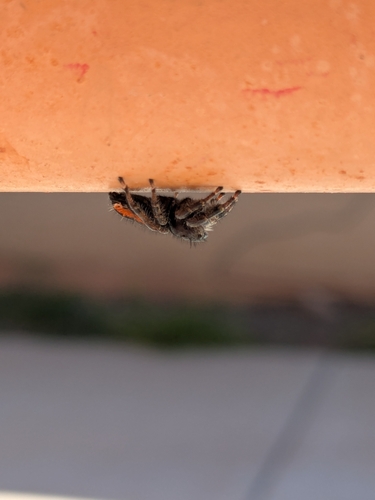 Phidippus carneus