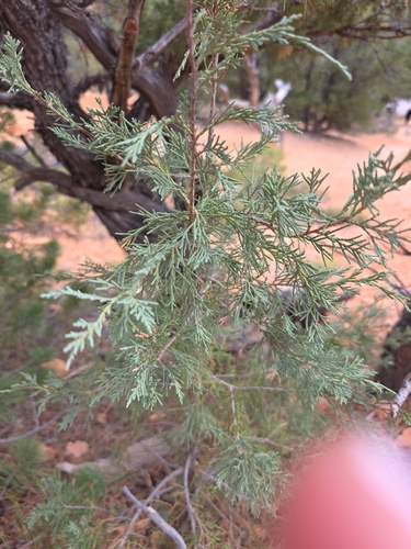Rocky Mountain Juniper
