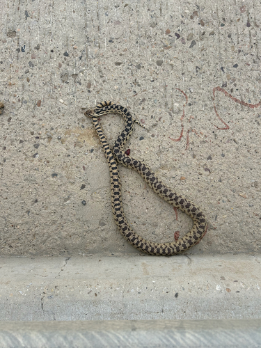 Great Basin Gopher Snake